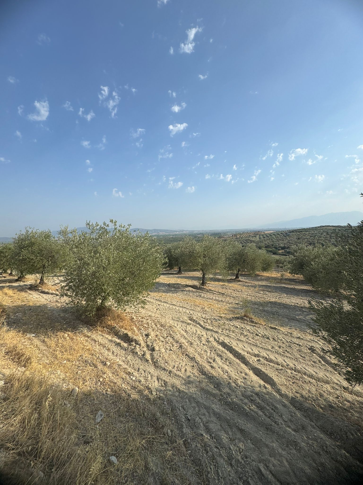 manisa-saruhanli-appak-mah-satilik-tarla