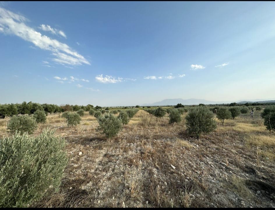 manisa-saruhanli-saricam-mah-satilik-tarla