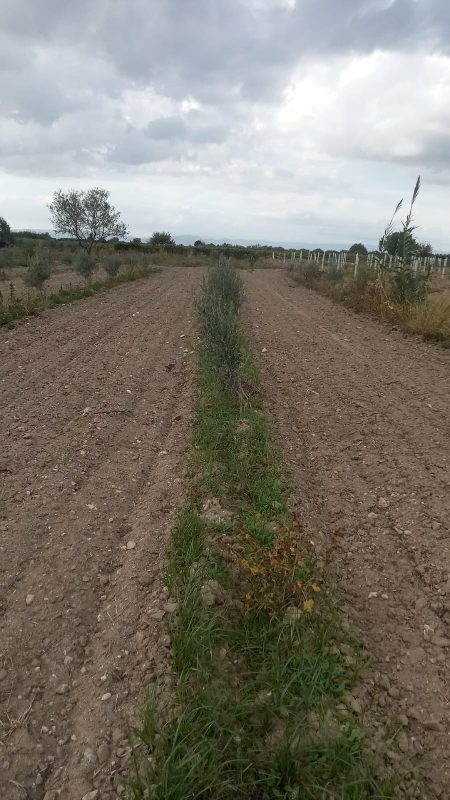 manisa-saruhanli-gumulceli-mahallesi-satilik-tarla