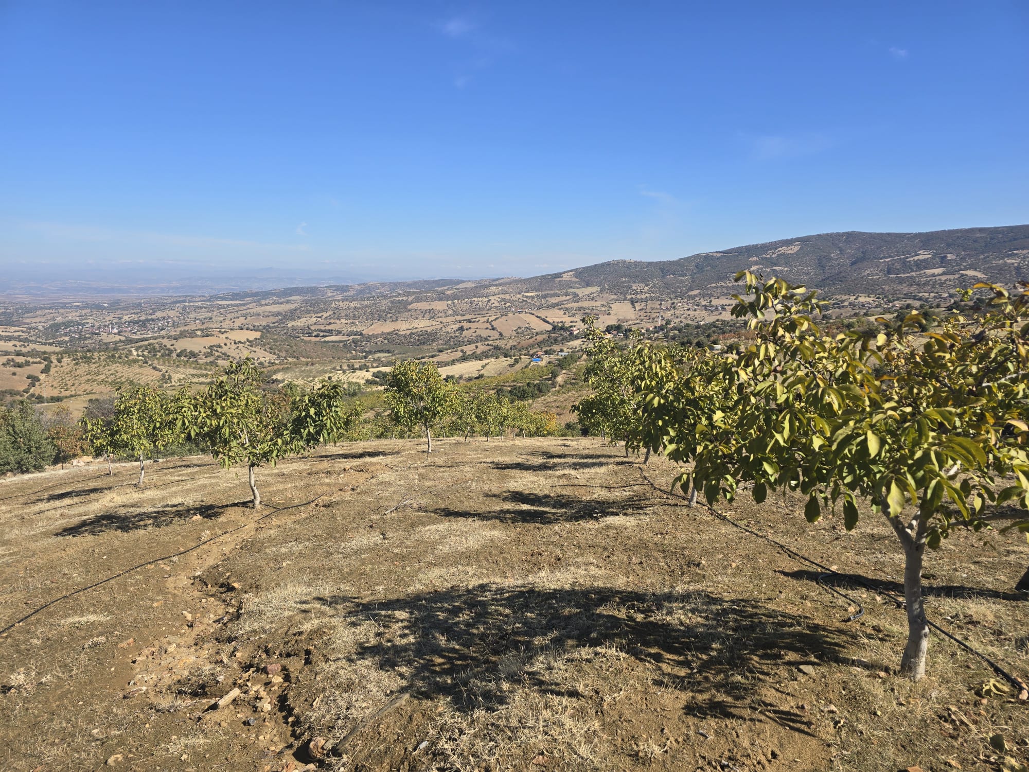 manisa-kula-bebekli-mah-satilik-cevizli-tarla