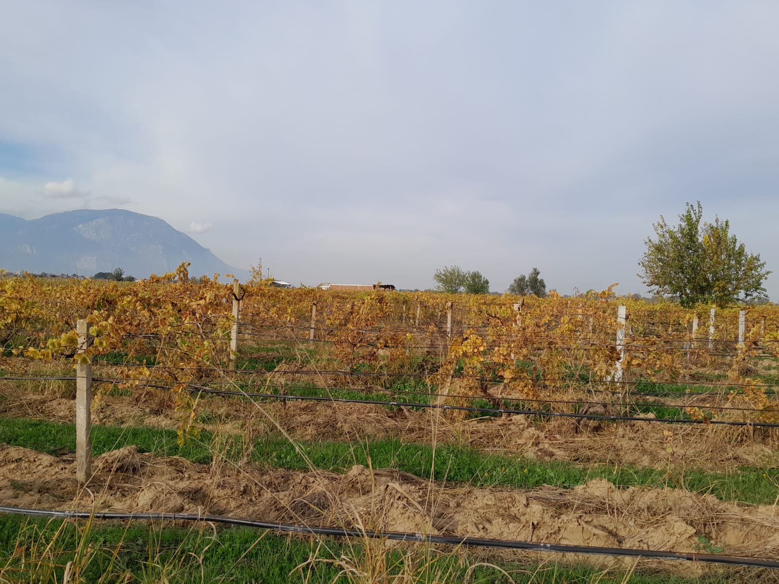 manisa-sehzadeler-hacihaliller-mah-5-donum-satilik-uzum-bagi